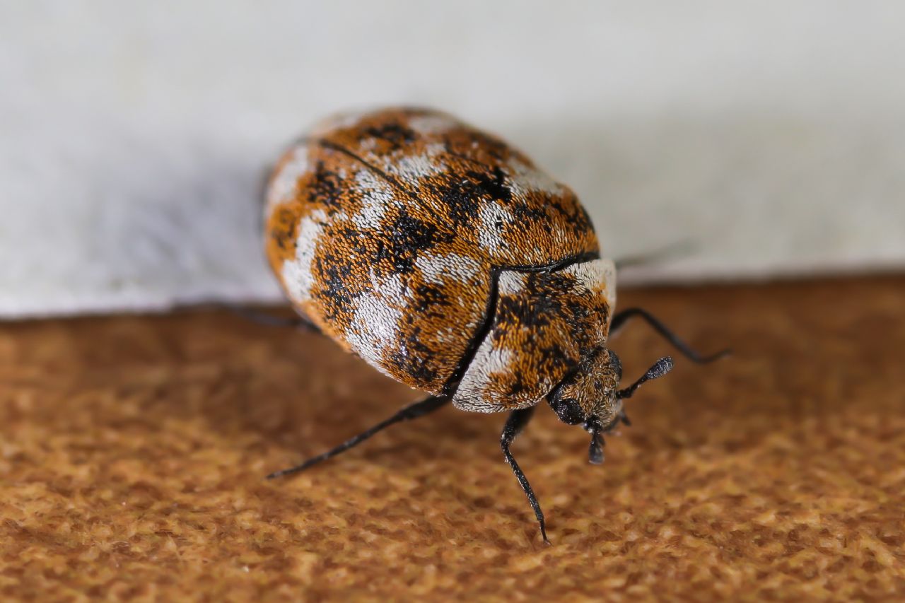 Dermestidae - Anthrenus (Nathrenus) verbasci
